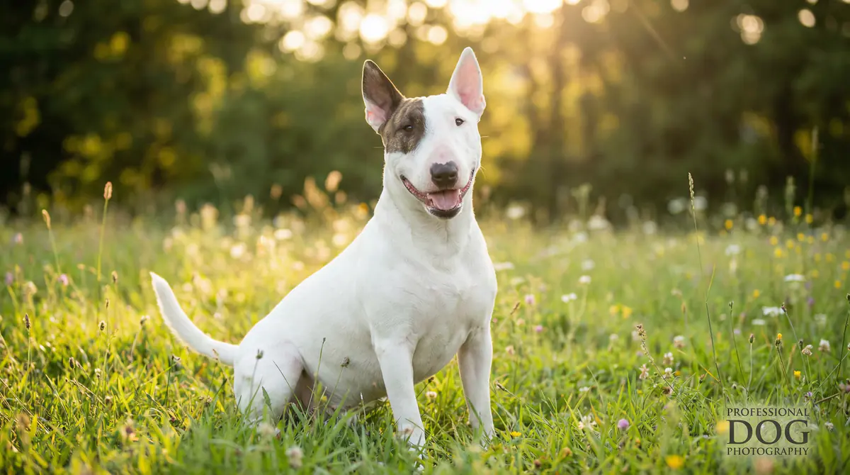 Bull Terrier thumbnail