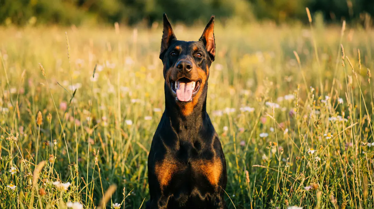 Miniatura de Doberman Pinscher