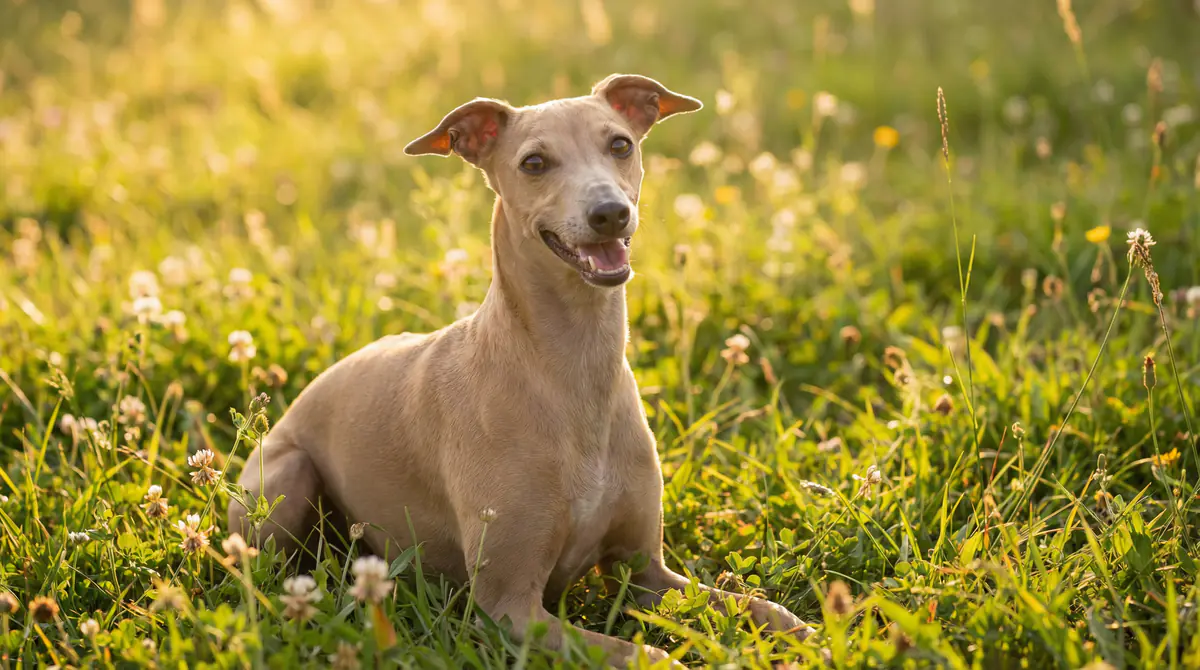Miniatura de Italian Greyhound