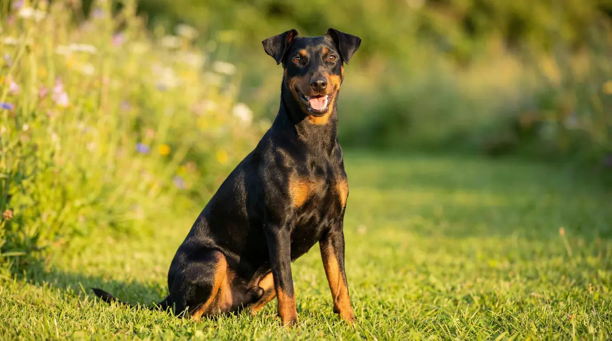 Professional photograph of a Manchester Terrier (Standard) - Manchester Terrier (Standard) growth standards
