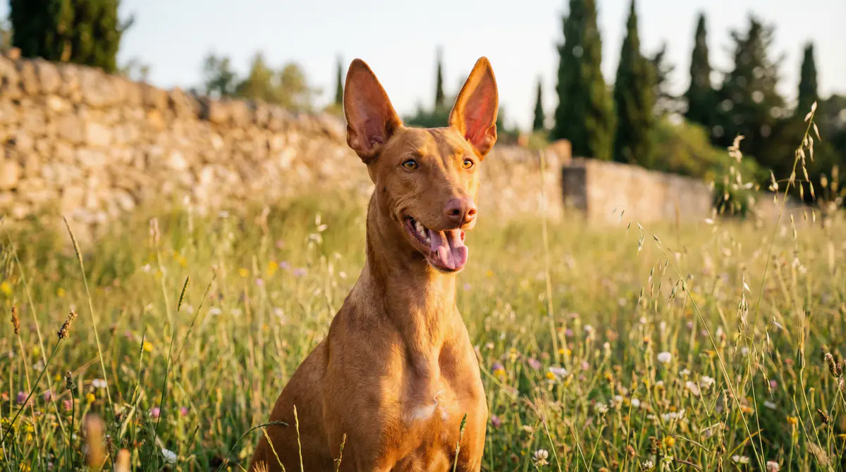 Vignette Pharaoh Hound