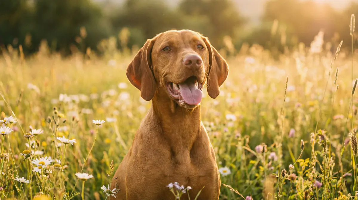 Miniatura de Vizsla