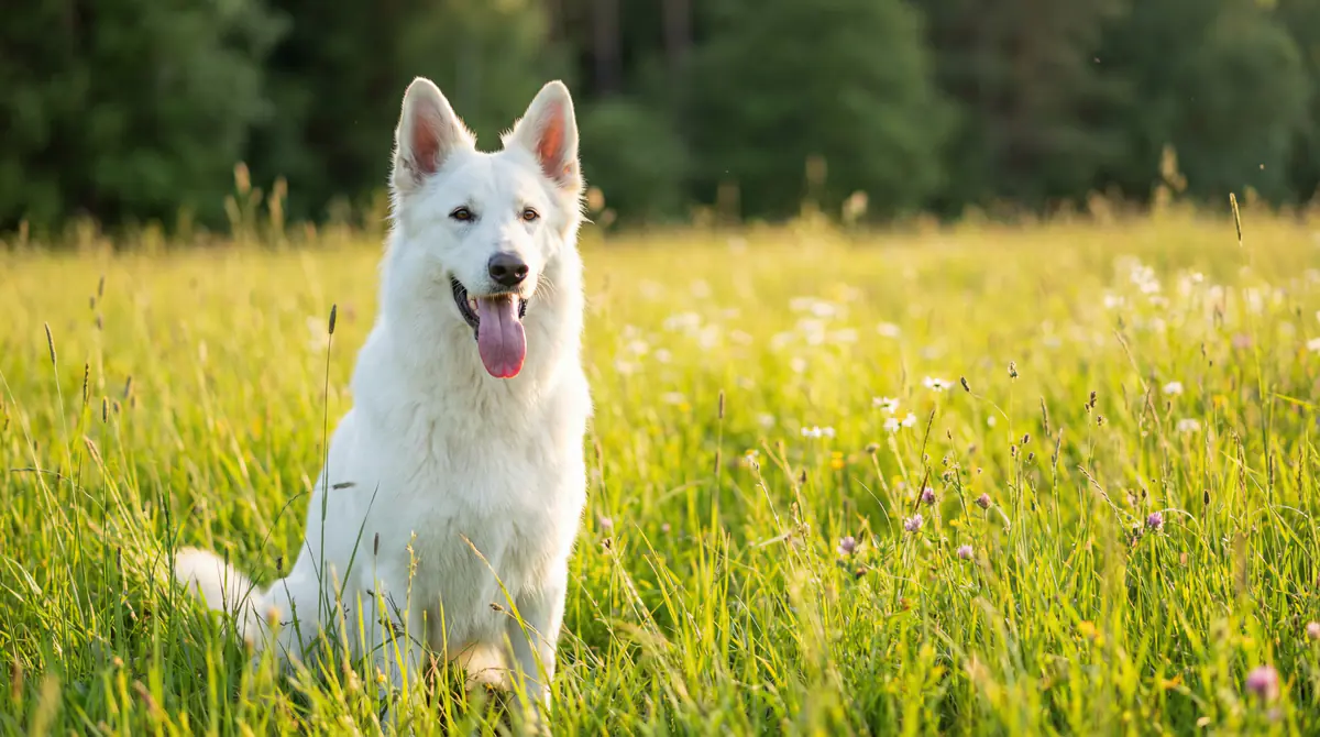 Miniatura de White Swiss Shepherd