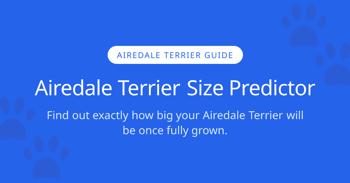 How Big Will My Airedale Terrier Get? | Airedale Terrier Size Calculator