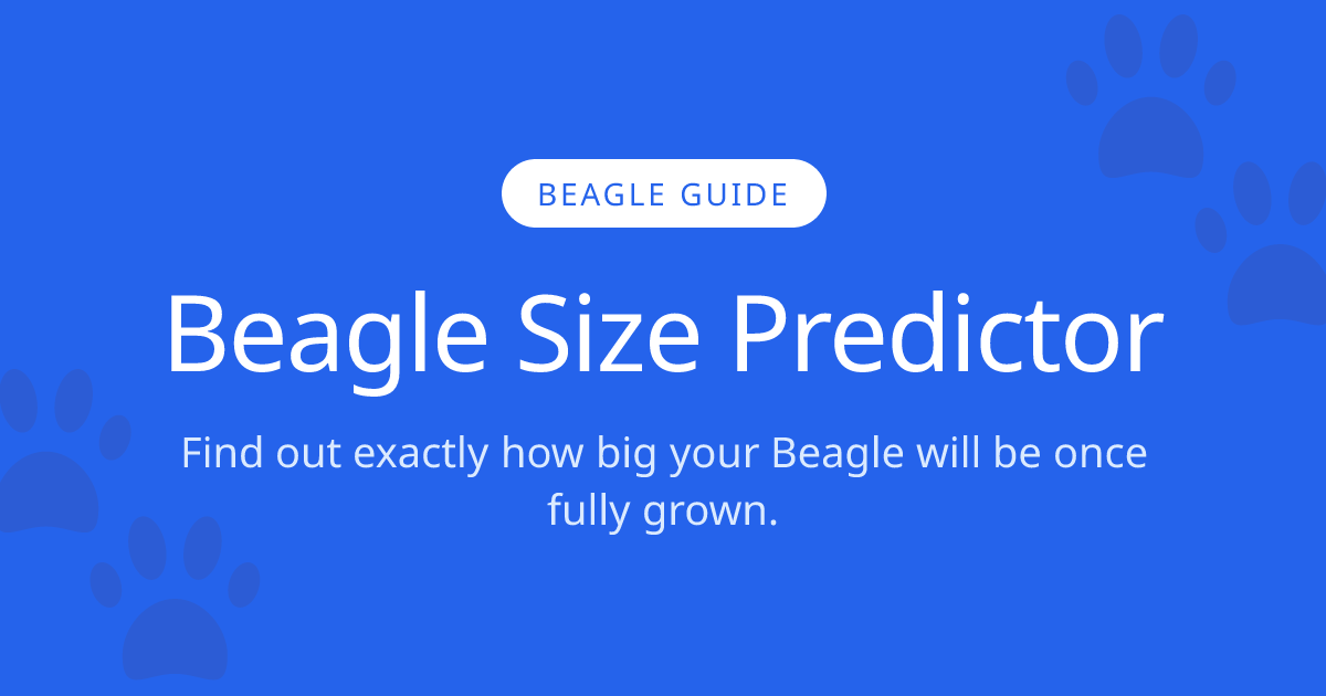 How Big Will My Beagle Get? | Beagle Size Calculator