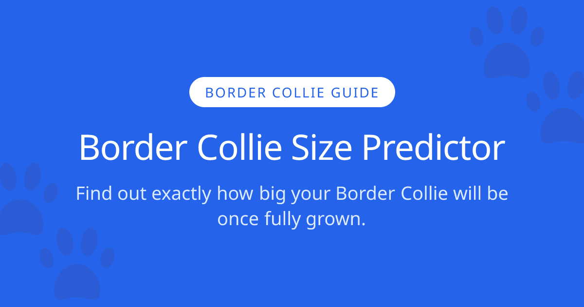 How Big Will My Border Collie Get? | Border Collie Size Calculator