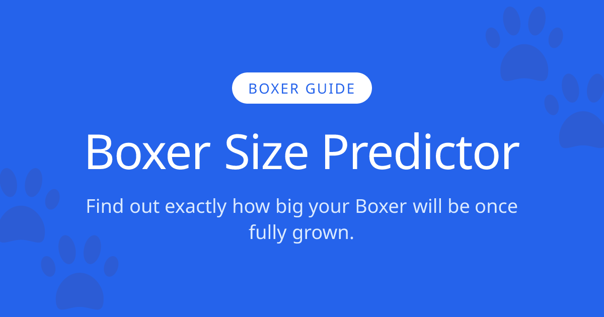 How Big Will My Boxer Get? | Boxer Size Calculator