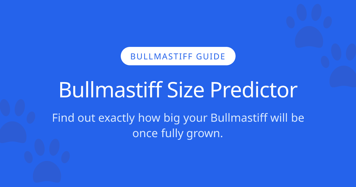 How Big Will My Bullmastiff Get? | Bullmastiff Size Calculator