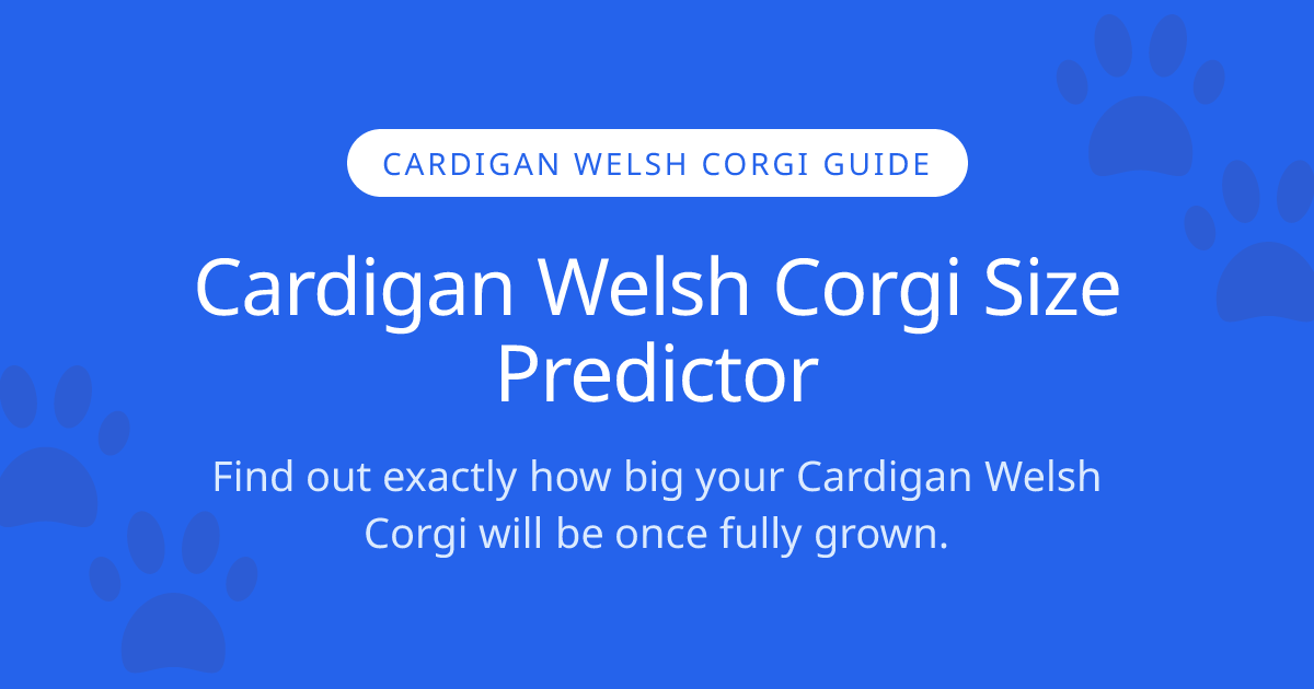 How Big Will My Cardigan Welsh Corgi Get? | Cardigan Welsh Corgi Size ...