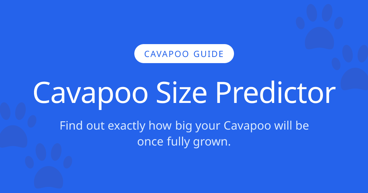 How Big Will My Cavapoo Get? | Cavapoo Size Calculator