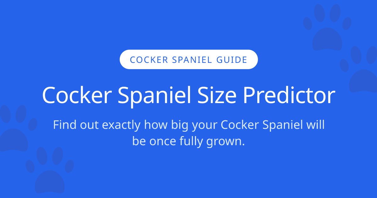 How Big Will My Cocker Spaniel Get? | Cocker Spaniel Size Calculator