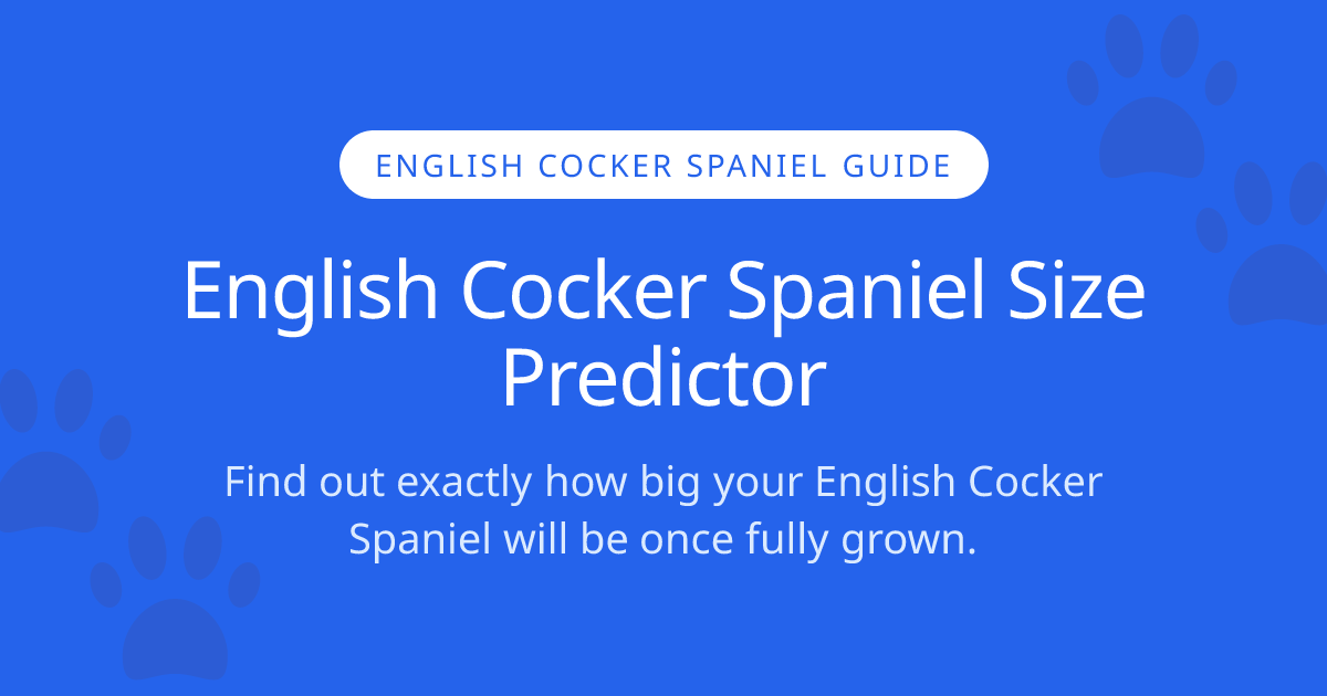 How Big Will My English Cocker Spaniel Get? | English Cocker Spaniel ...