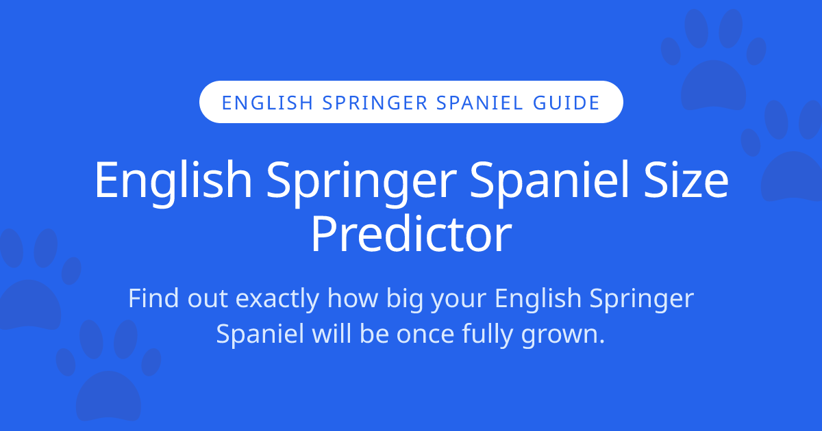 How Big Will My English Springer Spaniel Get? | English Springer ...