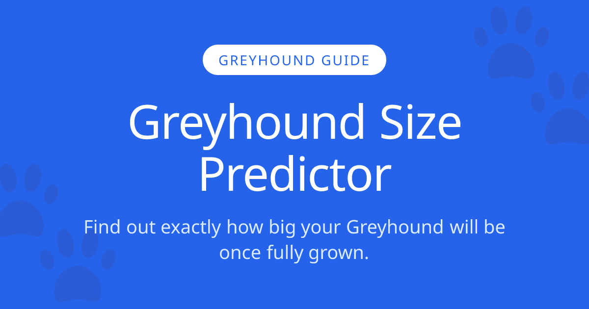 How Big Will My Greyhound Get? | Greyhound Size Calculator