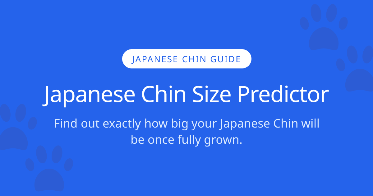 How Big Will My Japanese Chin Get? | Japanese Chin Size Calculator