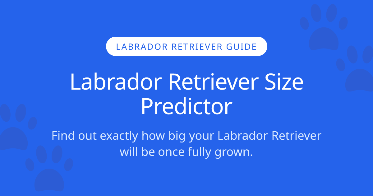 How Big Will My Labrador Retriever Get? | Labrador Retriever Size ...