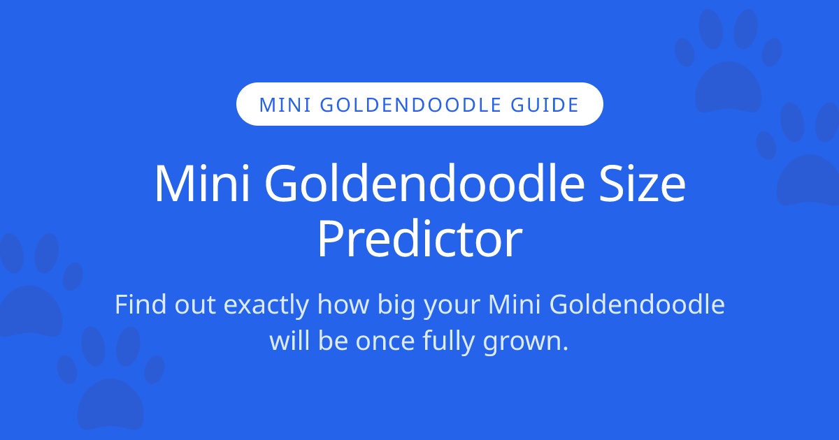 How Big Will My Mini Goldendoodle Get? | Mini Goldendoodle Size Calculator
