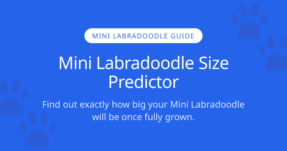 How Big Will My Mini Labradoodle Get? | Mini Labradoodle Size Calculator