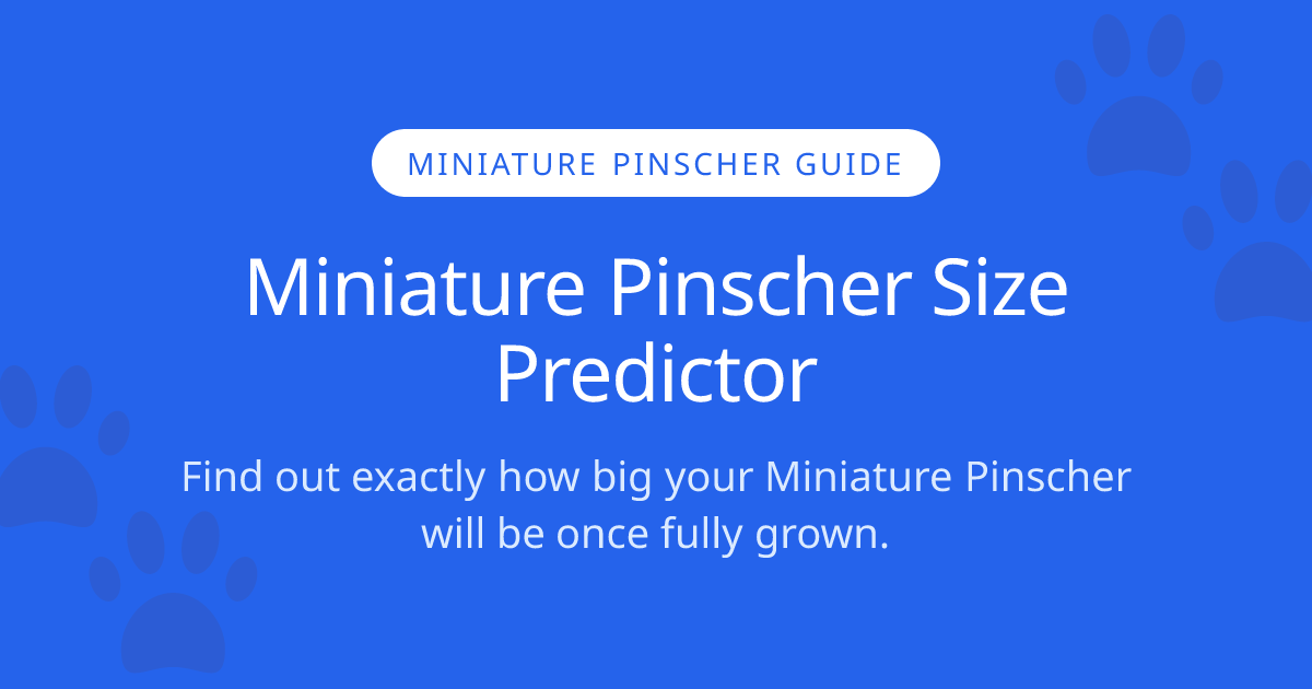 How Big Will My Miniature Pinscher Get? | Miniature Pinscher Size ...
