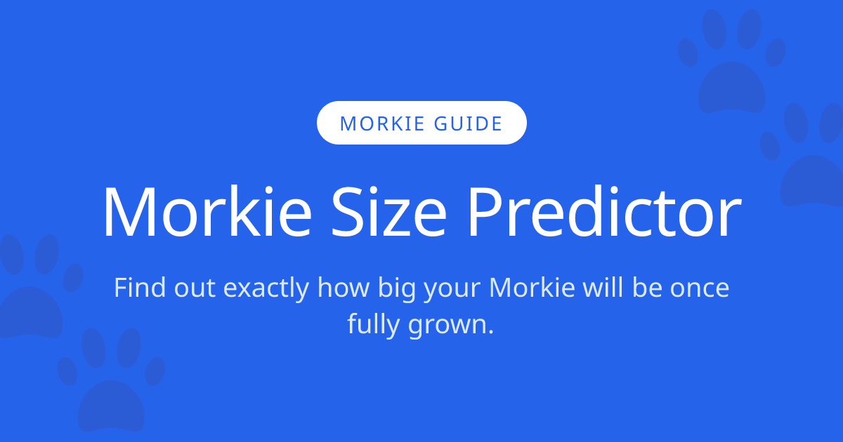 How Big Will My Morkie Get? | Morkie Size Calculator