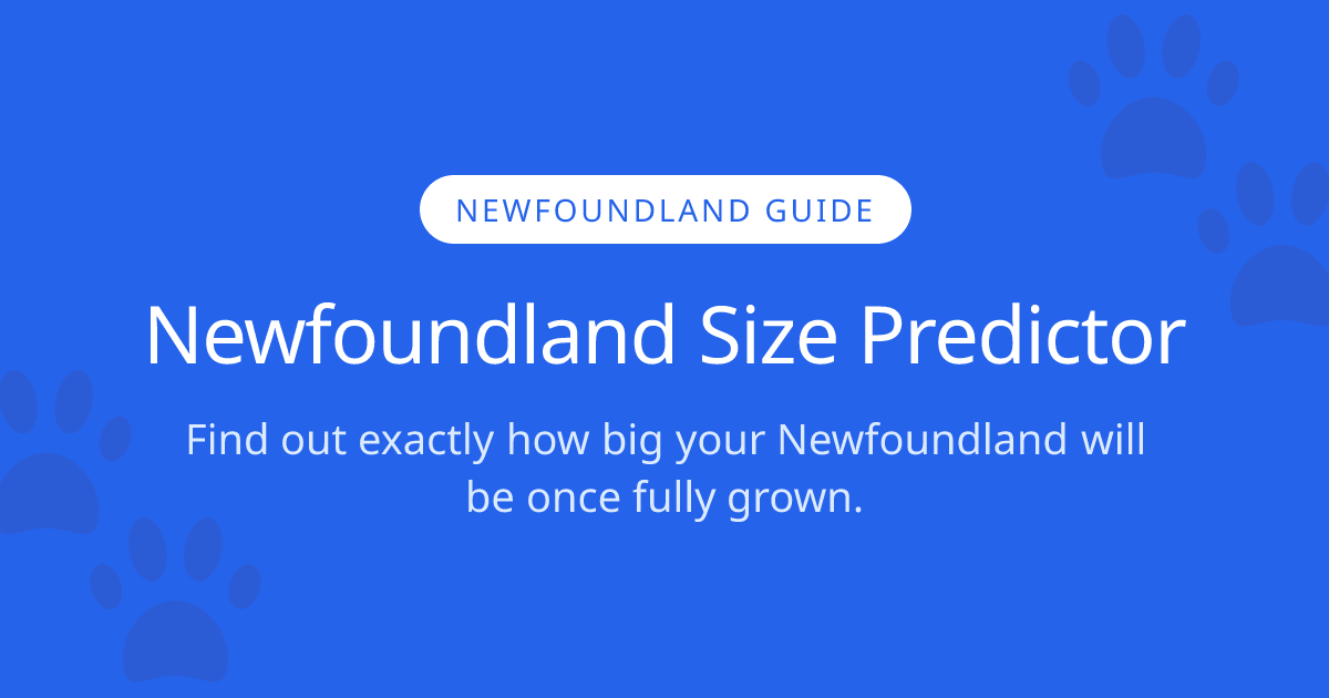 How Big Will My Newfoundland Get? | Newfoundland Size Calculator