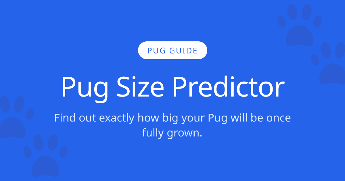 How Big Will My Pug Get? | Pug Size Calculator