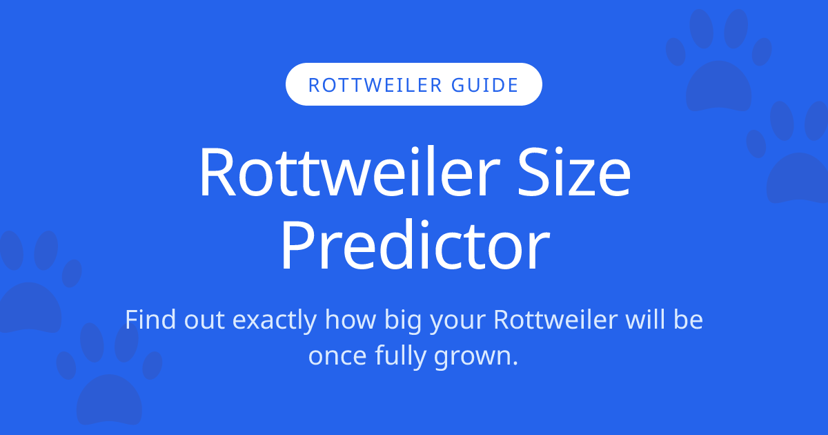 How Big Will My Rottweiler Get? | Rottweiler Size Calculator