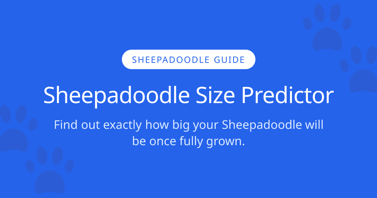 How Big Will My Sheepadoodle Get? | Sheepadoodle Size Calculator