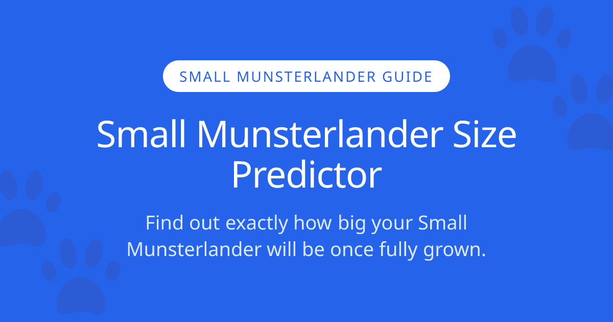 How Big Will My Small Munsterlander Get? | Small Munsterlander Size ...