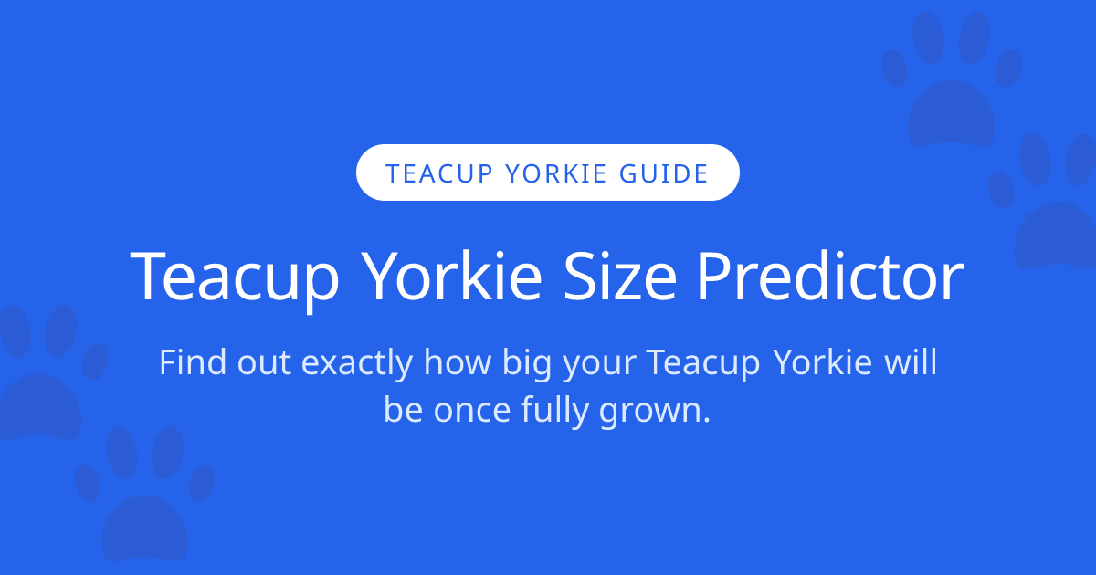 How Big Will My Teacup Yorkie Get? | Teacup Yorkie Size Calculator